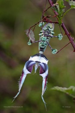 devils flower mantis idolomantis diabolica adult