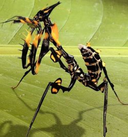 idolomantis devils flower mantis hatchling nymph