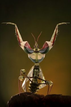 idolomantis diabolica devils flower mantis