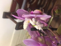 mantis orchid live