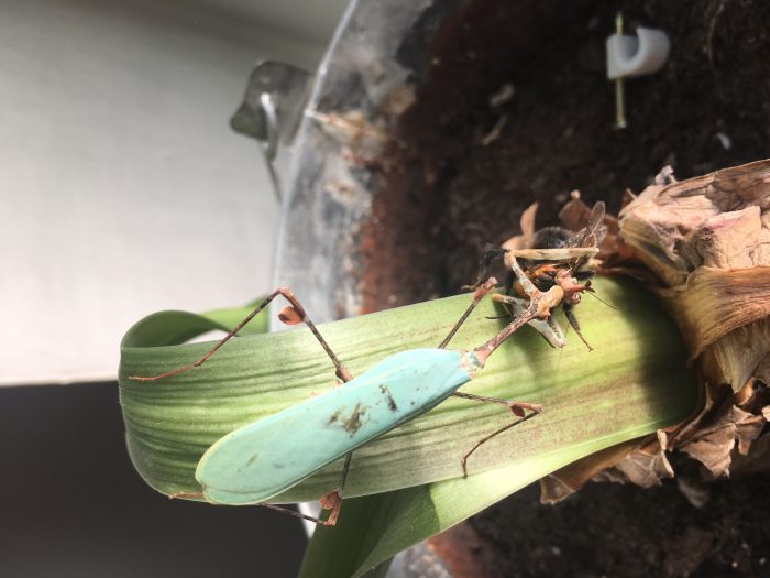 Sibylla pretiosa (Cryptic mantis) for sale