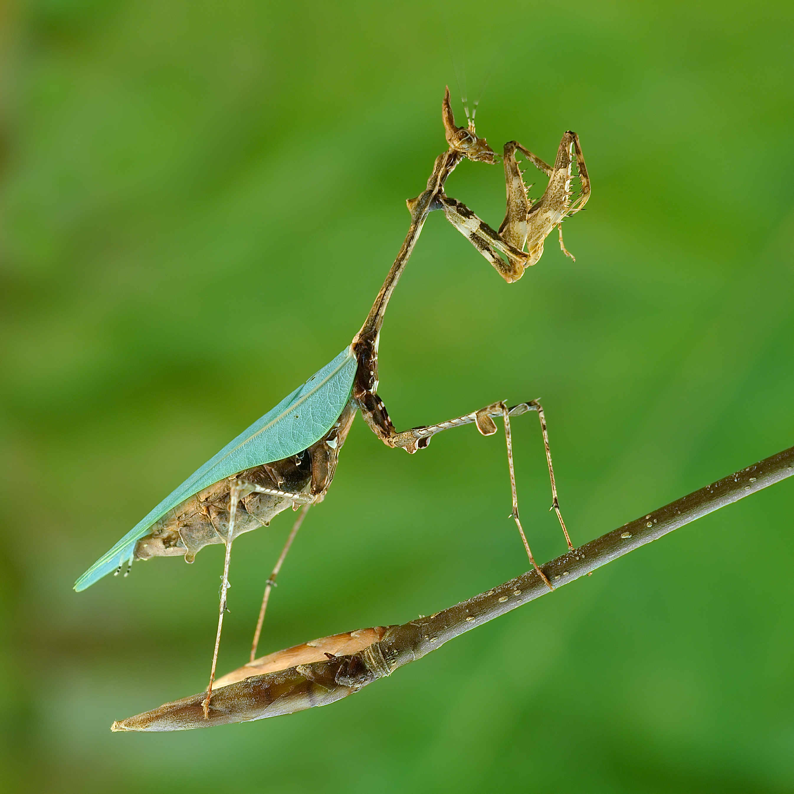 Sibylla Pretiosa - Cryptic Mantis - Adult Female