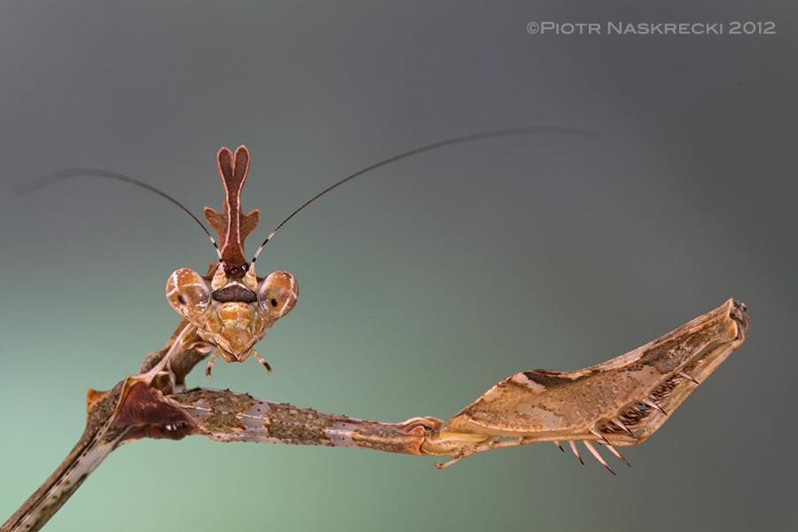 Sibylla Pretiosa - Cryptic Mantis - Mozambique