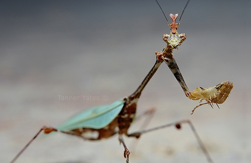 Sibylla Pretiosa - Cryptic Mantis - Head