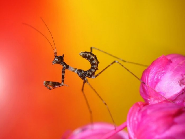 Sibylla Pretiosa - Cryptic Mantis - Nymph