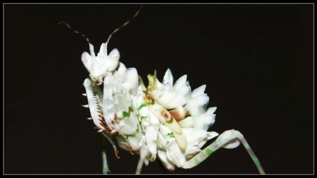 Pseudocreobotra Wahlbergii Spiny- Flower Mantis Nymph