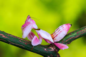 Orchid mantis (Hymenopus coronatus)