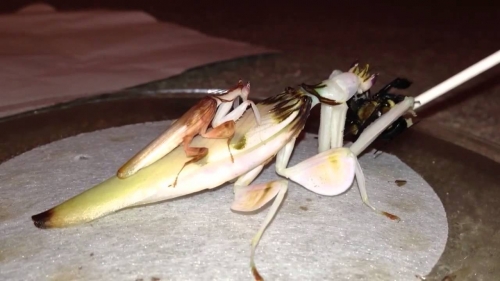 Orchid mantis (Hymenopus coronatus) mating