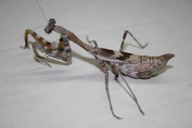 Parasphendale Affinis Budwing Mantis Female