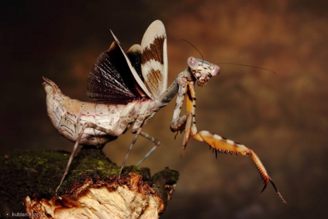 Parasphendale Affinis Budwing Mantis Female Pose