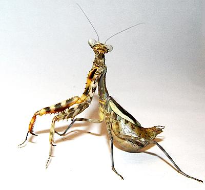 Parasphendale Affinis Budwing Mantis