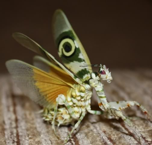 Pseudocreobotra Wahlbergii Spiny Flower Mantis Female