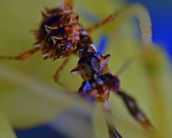 Pseudocreobotra Wahlbergii Spiny Flower Mantis Nymph