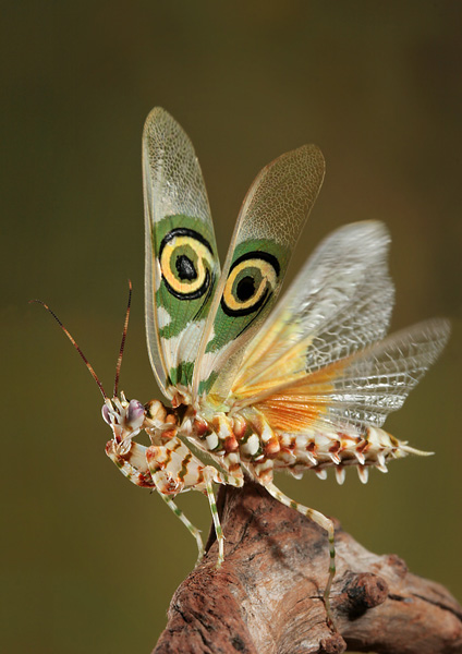 Pseudocreobotra Wahlbergii Spiny Flower Mantis