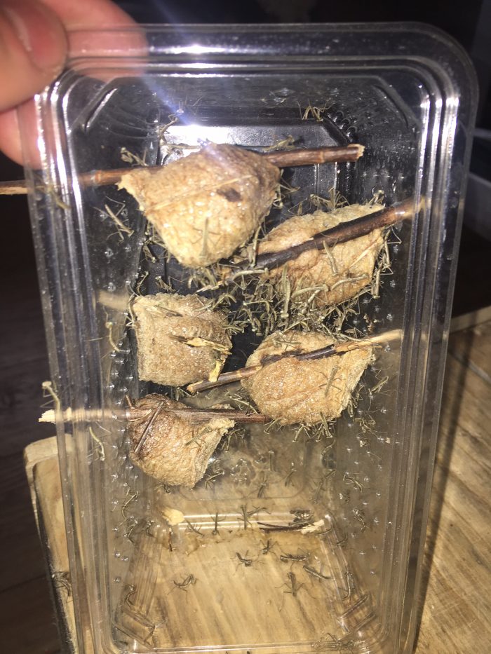 Chinese mantis (Tenodera sinensis) ootheca hatching