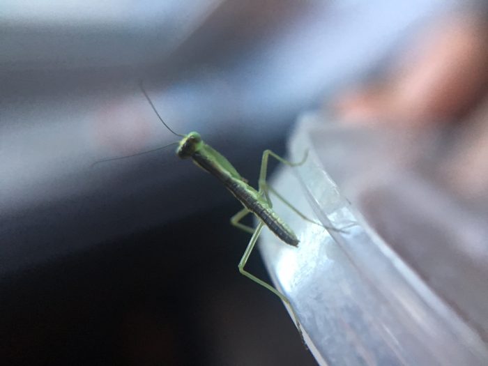 New Zealand mantis (Orthodera novaezealandiae) Nymphs hatching