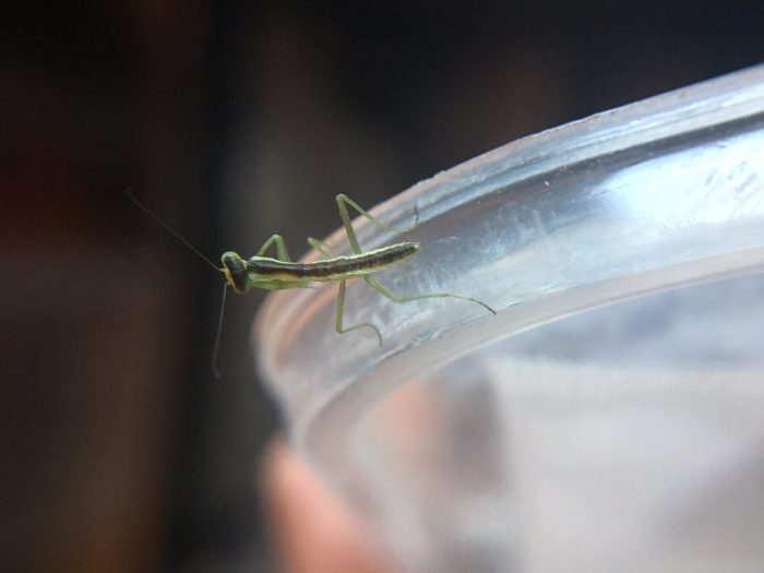 New Zealand mantis (Orthodera novaezealandiae) Nymphs hatching