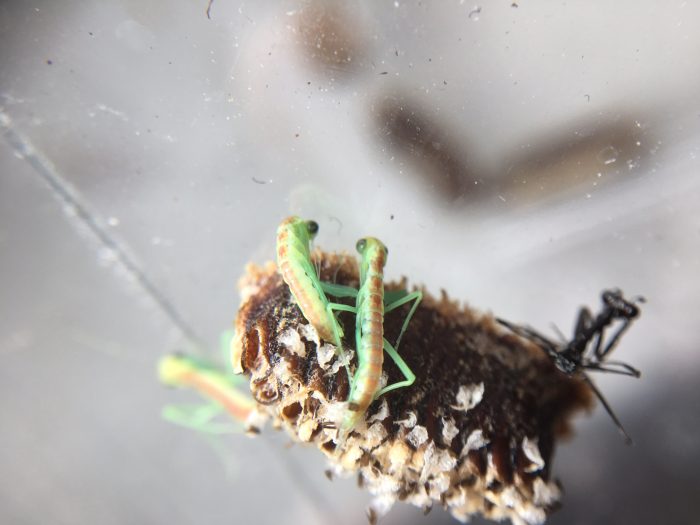 New Zealand mantis (Orthodera novaezealandiae) ootheca