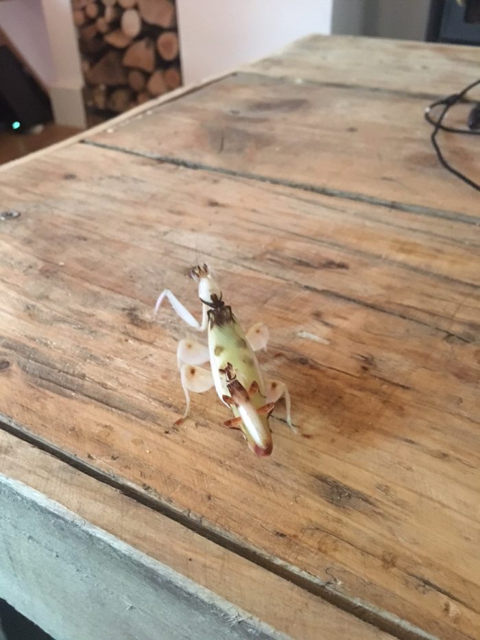 Orchid mantis mating (Hymenopus coronatus) mating