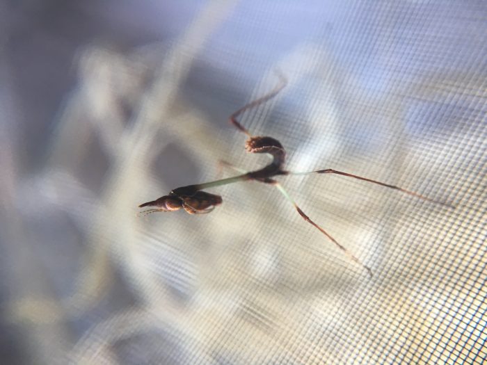 idolomorpha lateralis dentifrons ootheca and nymphs