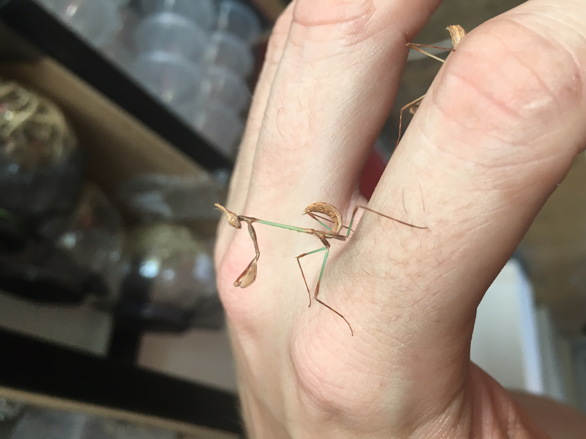 idolomorpha lateralis dentifrons ootheca and nymphs