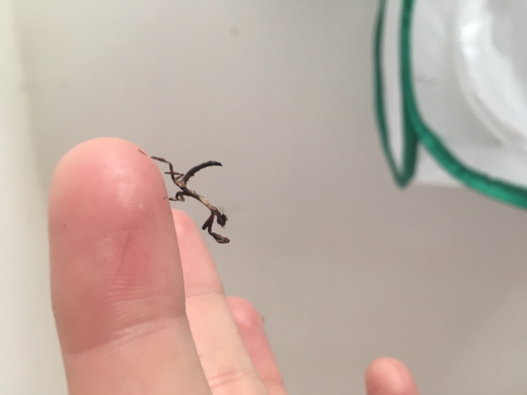 popa spurca african twig mantis nymph