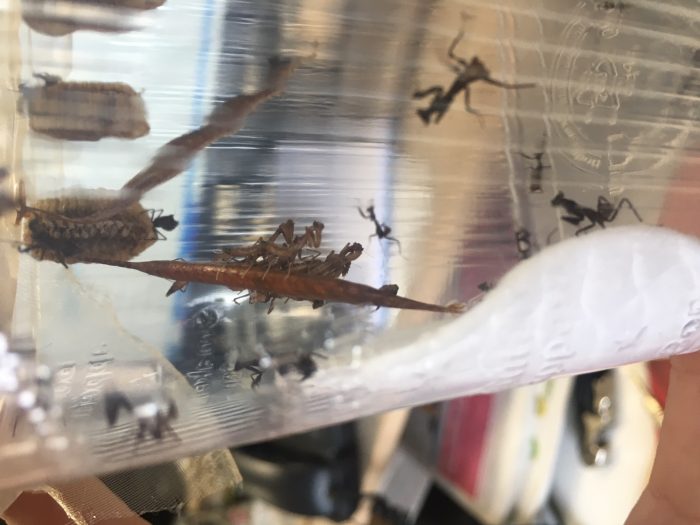 acanthops praying mantis peru ootheca hatching