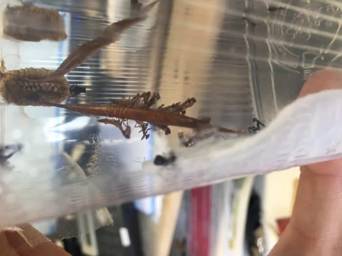 acanthops praying mantis peru ootheca hatching