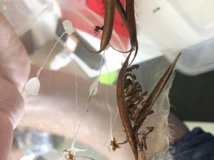 acanthops praying mantis peru ootheca hatching