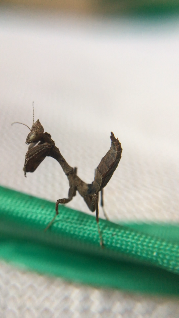 Acanthops species peru praying mantis nymphs