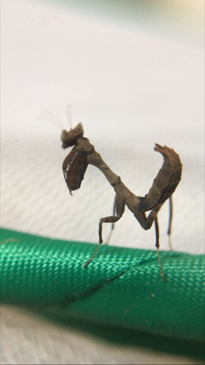 Acanthops species peru praying mantis nymphs