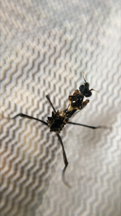 idolomantis diabolica (devils flower mantis) nymph ootheca